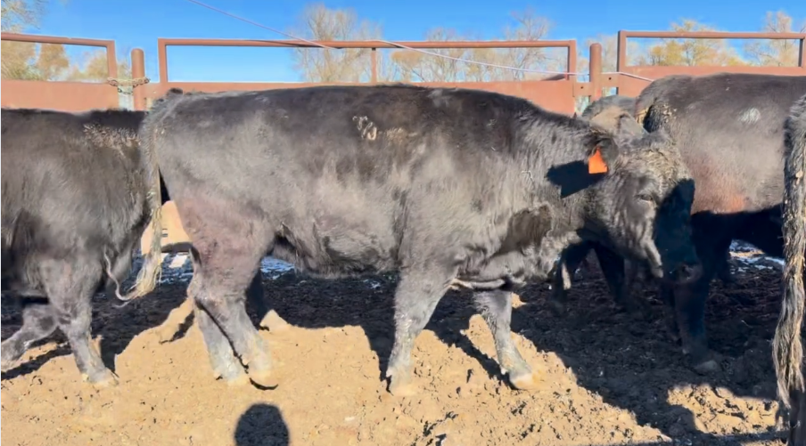 All 3-4 yr olds-Bred Simm/Angus- Calve April 1st 45 days!-BC1121A5